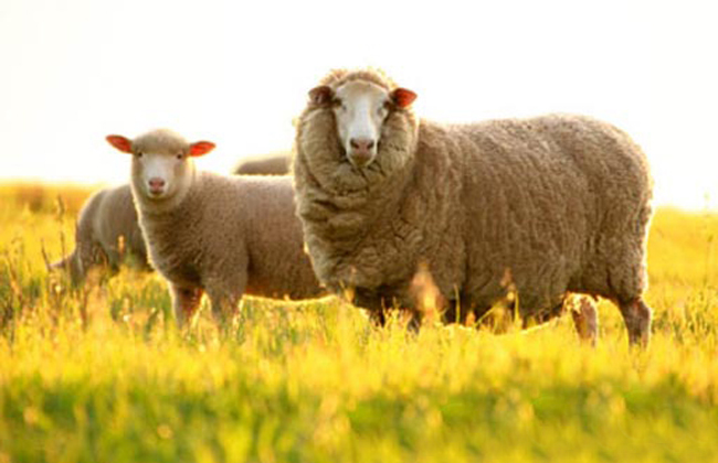 Viên uống nhau thai cừu tốt cho sức khỏe không?