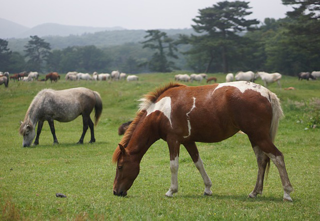 ngựa lùn đảo Jeju Hàn Quốc